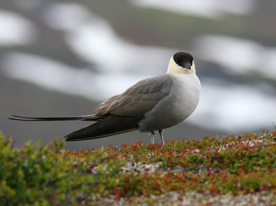 Long-tailed Skua Gallery