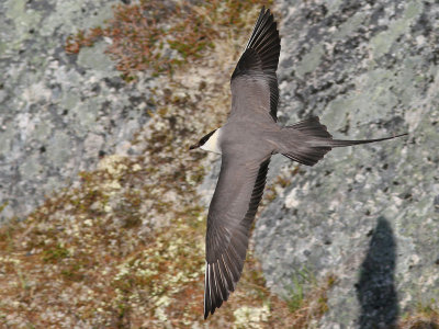 Fjllabb - Long-tailed Skua (Stercorarius longicaudus)