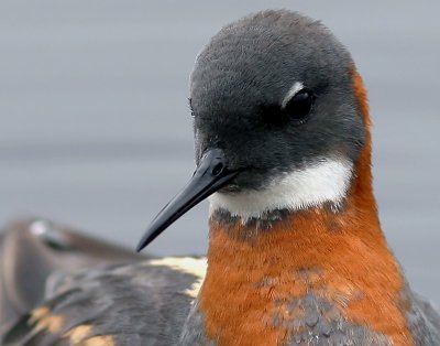 Smalnbbad simsnppa - Red-necked Phalarope (Phalaropus lobatus)