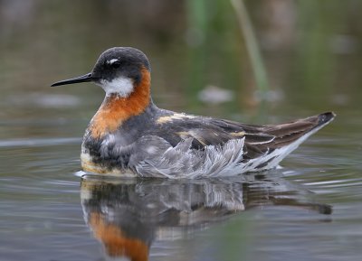 Smalnbbad simsnppa - Red-necked Phalarope (Phalaropus lobatus)