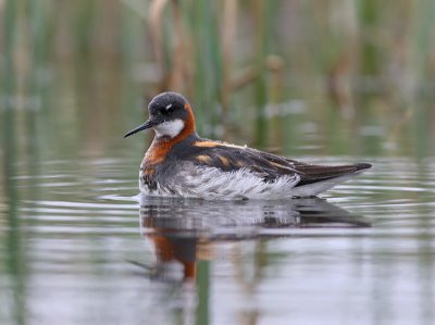 Smalnbbad simsnppa - Red-necked Phalarope (Phalaropus lobatus)