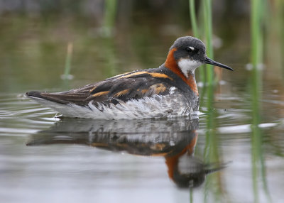 Smalnbbad simsnppa - Red-necked Phalarope (Phalaropus lobatus)