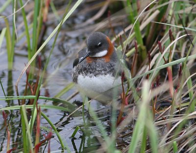 Smalnbbad simsnppa - Red-necked Phalarope (Phalaropus lobatus)