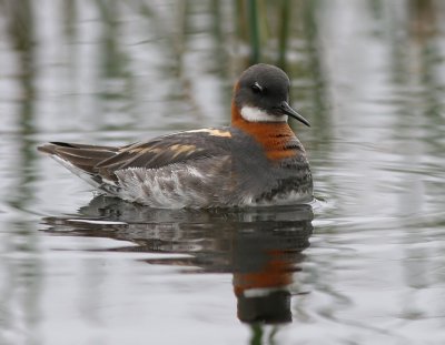 Smalnbbad simsnppa - Red-necked Phalarope (Phalaropus lobatus)