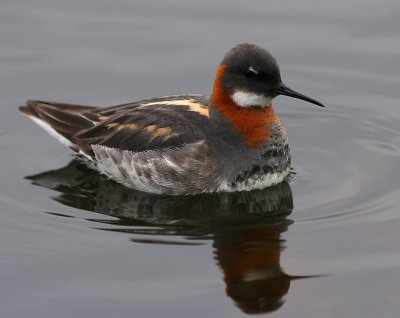 Smalnbbad simsnppa - Red-necked Phalarope (Phalaropus lobatus)