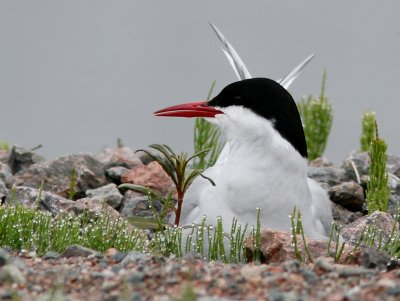 Silvertärna - Arctic Tern (Sterna paradisea)
