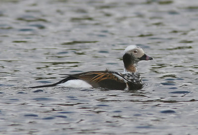 Alfågel - Long-tailed Duck (Clangula hyemalis)