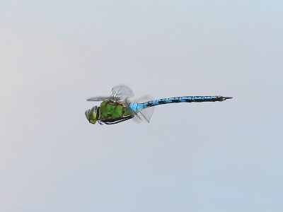 Kejsartrollslända - Emperor dragonfly (Anax imperator)