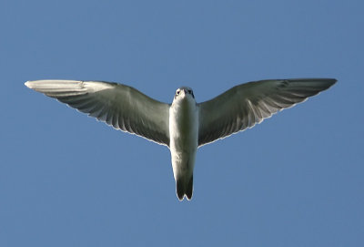 Svarttrna - Black Tern (Chlidonias niger)