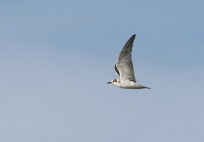 Svarttrna - Black Tern (Chlidonias niger)