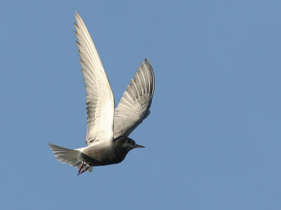 Svarttrna - Black Tern (Chlidonias niger)