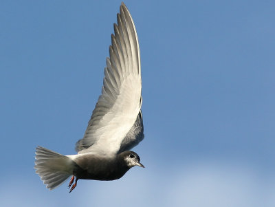 Svarttrna - Black Tern (Chlidonias niger)