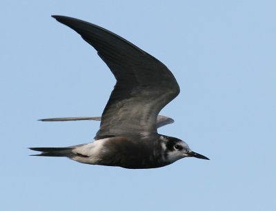 Svarttrna - Black Tern (Chlidonias niger)