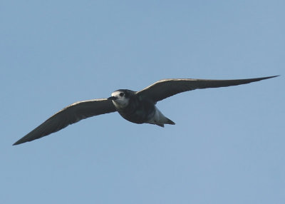 Svarttrna - Black Tern (Chlidonias niger)