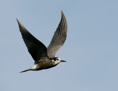 Svarttrna - Black Tern (Chlidonias niger)