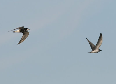 Svarttrna - Black Tern (Chlidonias niger)