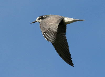 Svarttrna - Black Tern (Chlidonias niger)