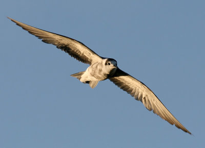 Svarttrna - Black Tern (Chlidonias niger)