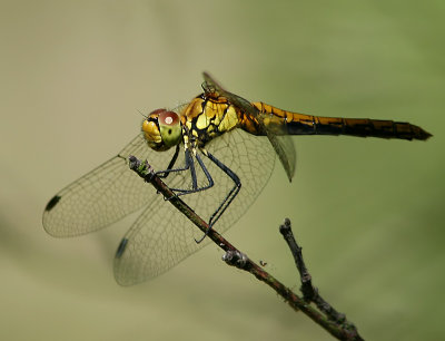 Blodröd ängstrollslända - Ruddy Darter (Sympetrum sanguineum)