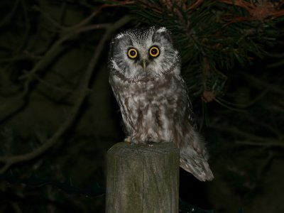 Prluggla - Tengmalm's Owl (Aegolius funereus)