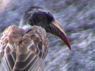 African Grey Hornbill (Tockus nasutus)