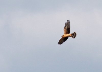 Stäpphök - Pallid Harrier (Circus macrourus)