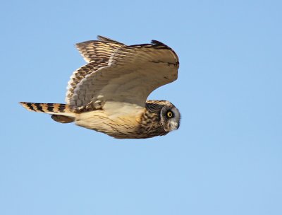 Jorduggla - Short-eared Owl (Asio flammeus)