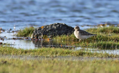 Prrielpare - Buff-breasted Sandpiper (Tryngites subruficollis)