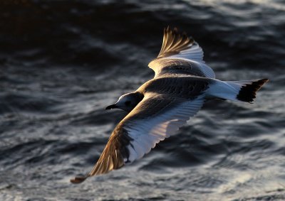 Tärnmås - Sabine's Gull (Xema sabini)