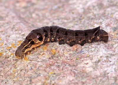 Allmän snabelsvärmare - Elephant Hawk-moth (Deilephila elpenor)