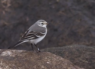 Citronrla - Citrine Wagtail (Motacilla citreola)