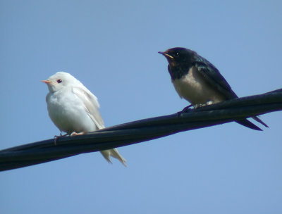 Ladusvala - Barn Swallow (Hirundo rustica)