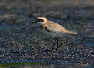 Ökenpipare - Greater Sand Plover (Charadrius leschenaultii)