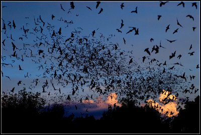 Bats at Dusk