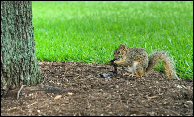 Capital Squirrel