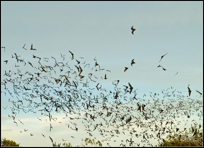 Bat Cluster