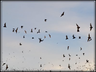 More Bats