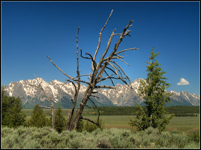 Trees and the Tetons