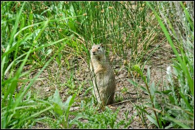 Uinta Ground Squirrel