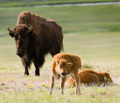 Bison and Calves