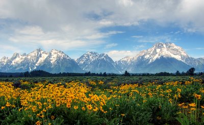 Flowers and the Tetons