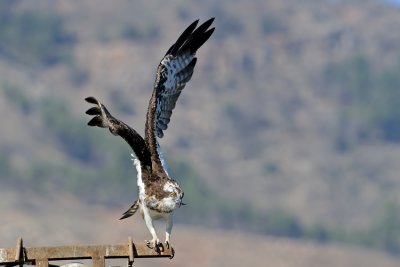 Osprey - שלך - Pandion haliaetus
