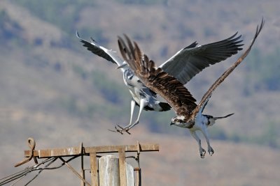  Osprey vs. Heron - שלך נגד אנפה 