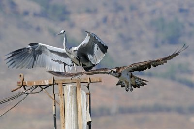  Osprey vs. Heron - שלך נגד אנפה 
