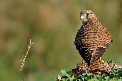 Common Kestrel - בז מצוי - Falco tinnunculus