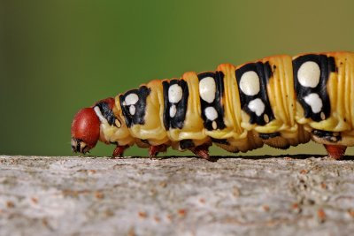 Spurge Hawk-moth - רפרף חלבלוב - Hyles euphorbiae