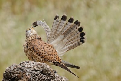 Common Kestrel - בז מצוי - Falco tinnunculus