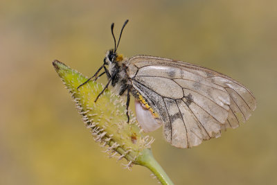 Clouded Apollo -  צב. החרמון - Parnassius mnemosyne