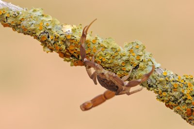 Scorpion - חד-צלע מגובשש - Compsobuthus werneri