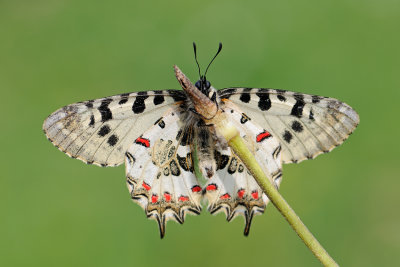 Eastern Festoon - צבעוני קשוט - Allancastria cerisyi